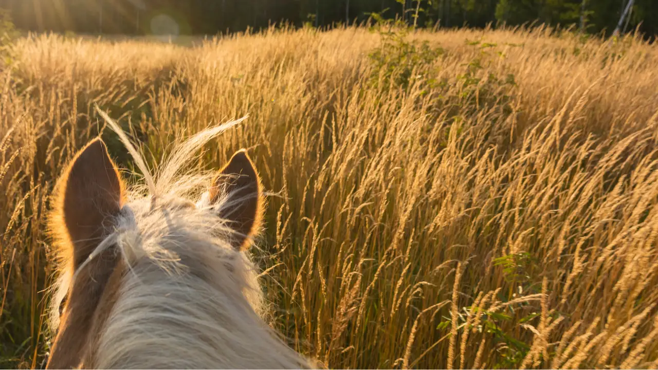 horseback riding tips