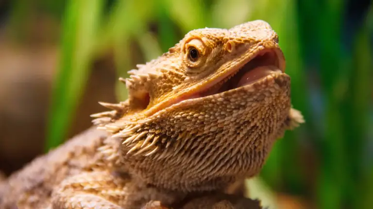 How Long Do Bearded Dragons Live?