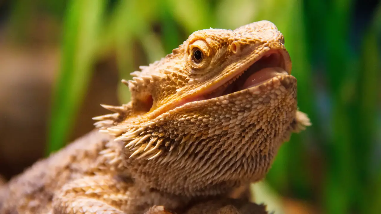 how long do bearded dragons live