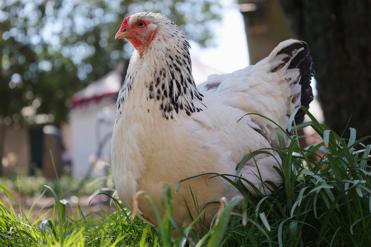 how long do chickens lay eggs