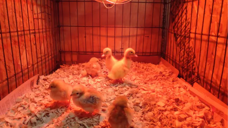 How Long Do Chicks Need A Heat Lamp?