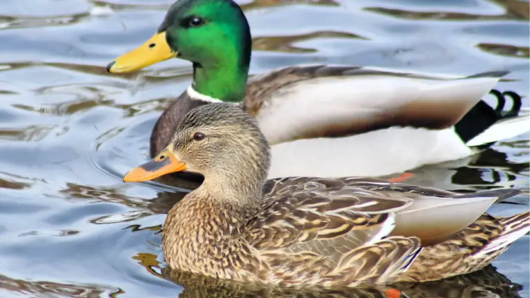 How Long Do Ducks Live?