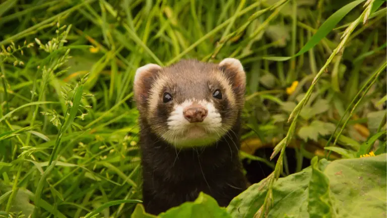 How Long Do Ferrets Live?