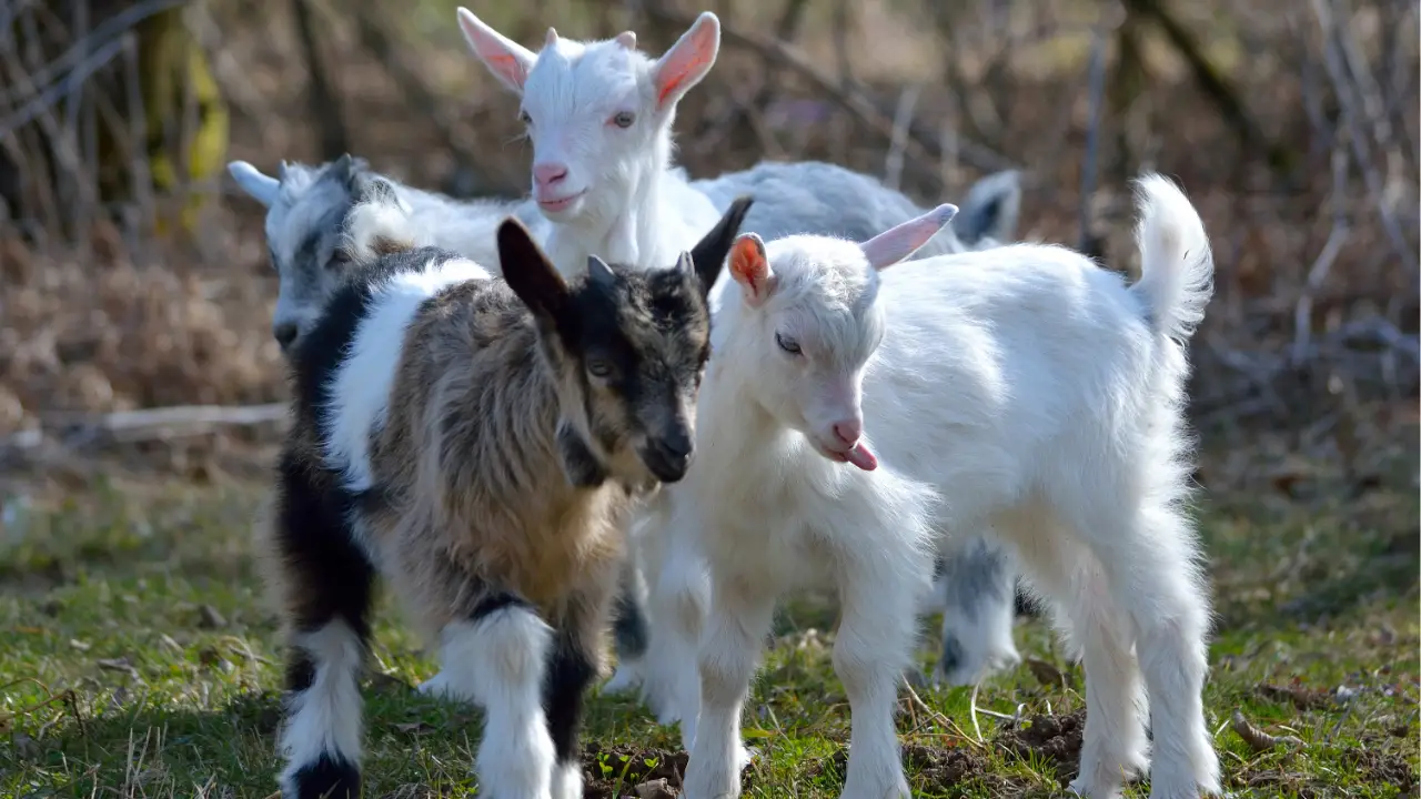 how long do goats live