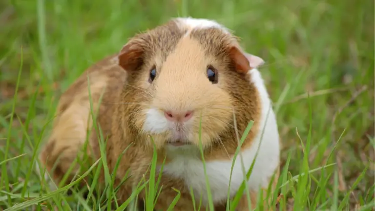 How Long Do Guinea Pigs Live?