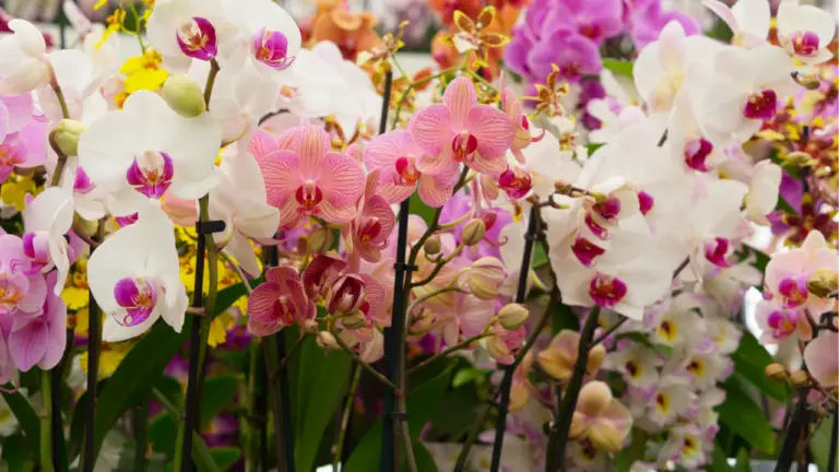 How Long Do Orchids Live?