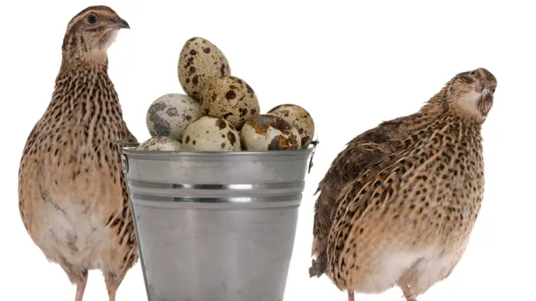 How Long Do Quail Live?