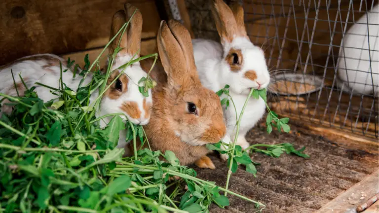 How Long Do Rabbits Live?