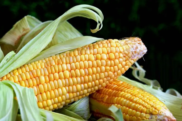 How Long Do You Boil Corn On The Cob?