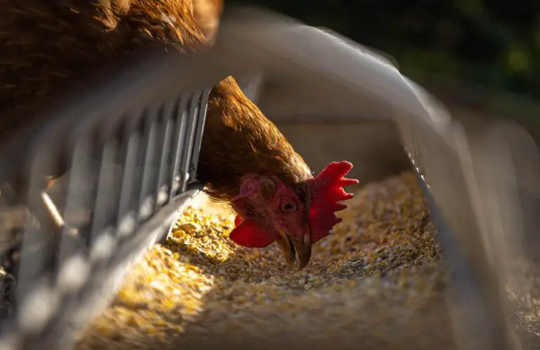 What Do Chickens Eat? A Comprehensive Guide