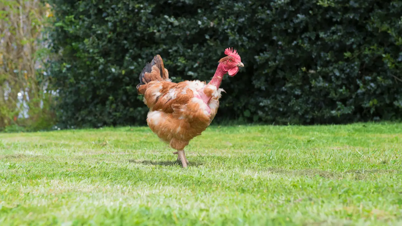 why are my chickens bald