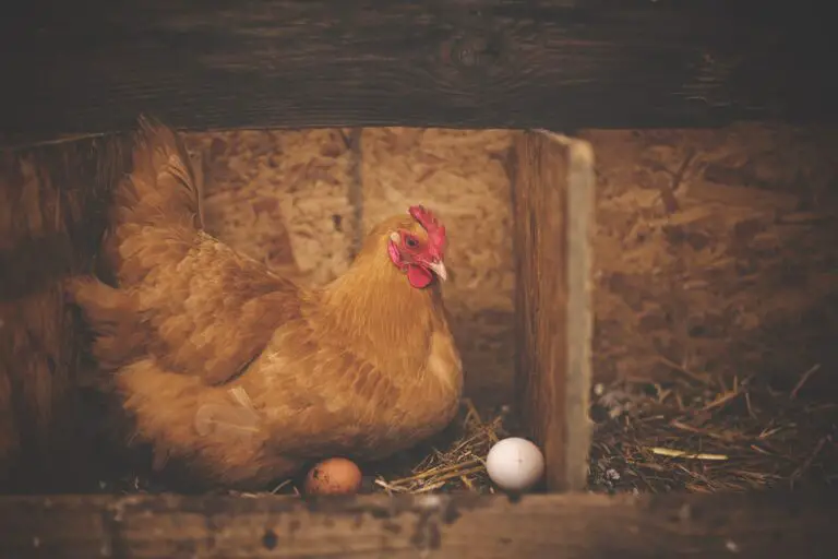 Why Do Chickens Stop Laying Eggs? Top 10 Reasons Explained