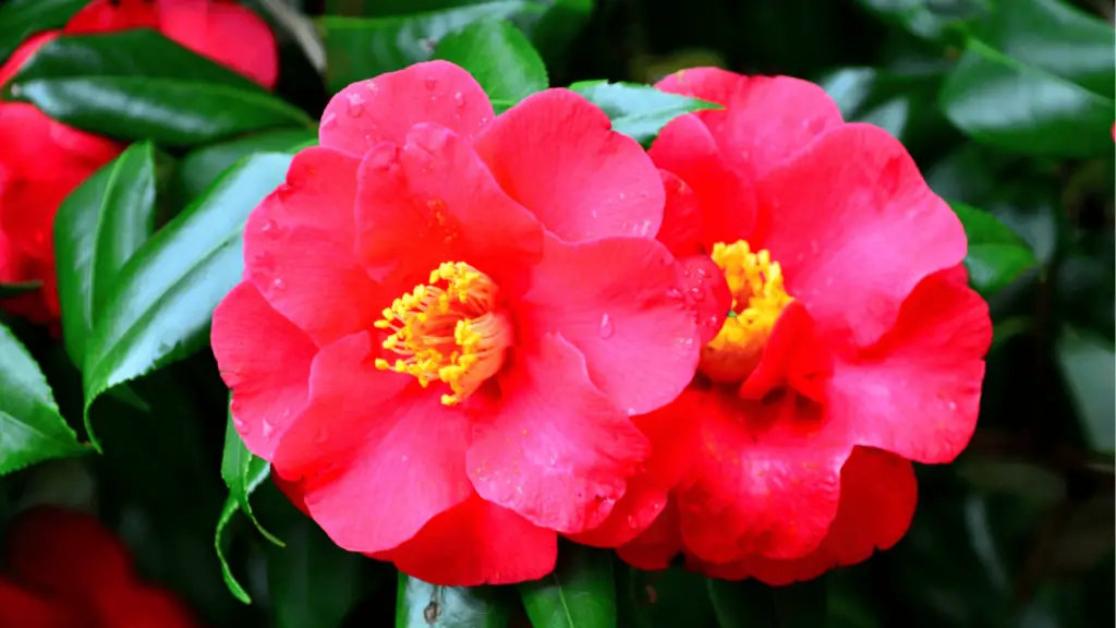 Camellia