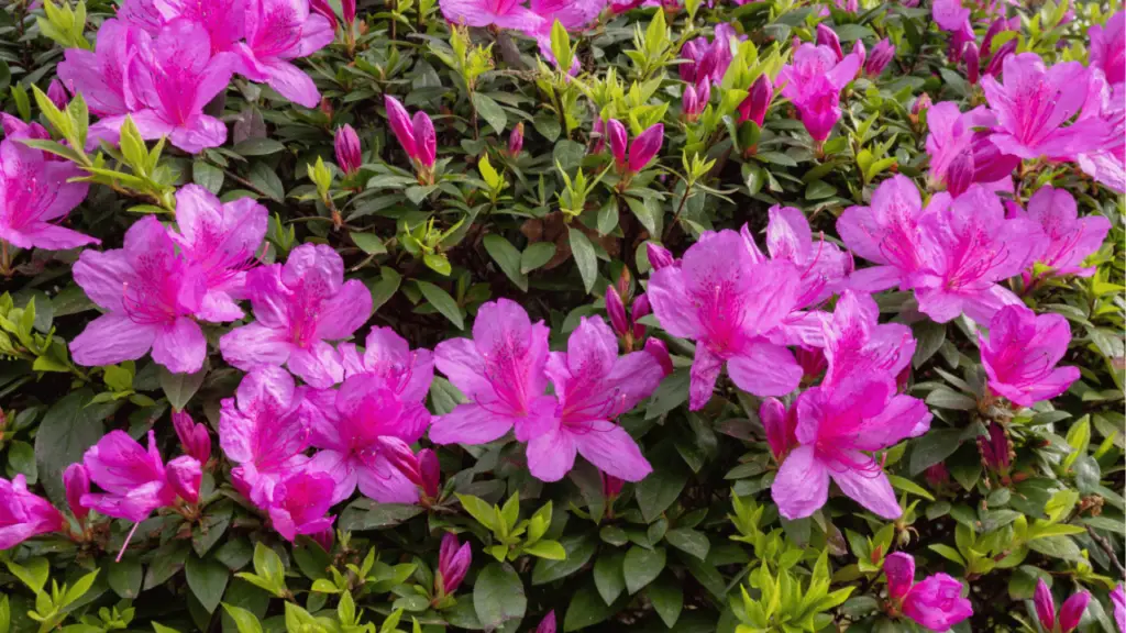 Evergreen Azalea