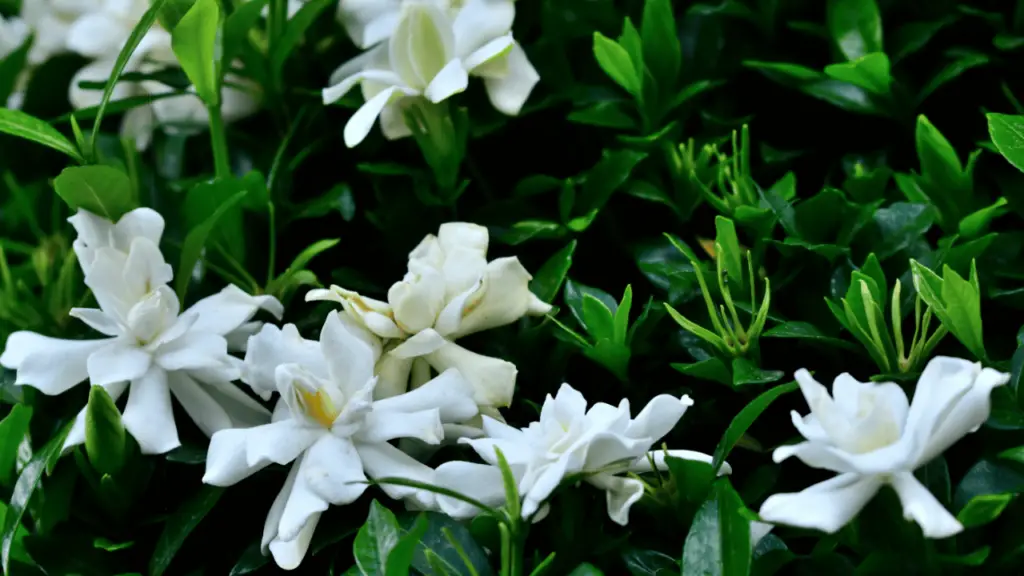 Gardenia