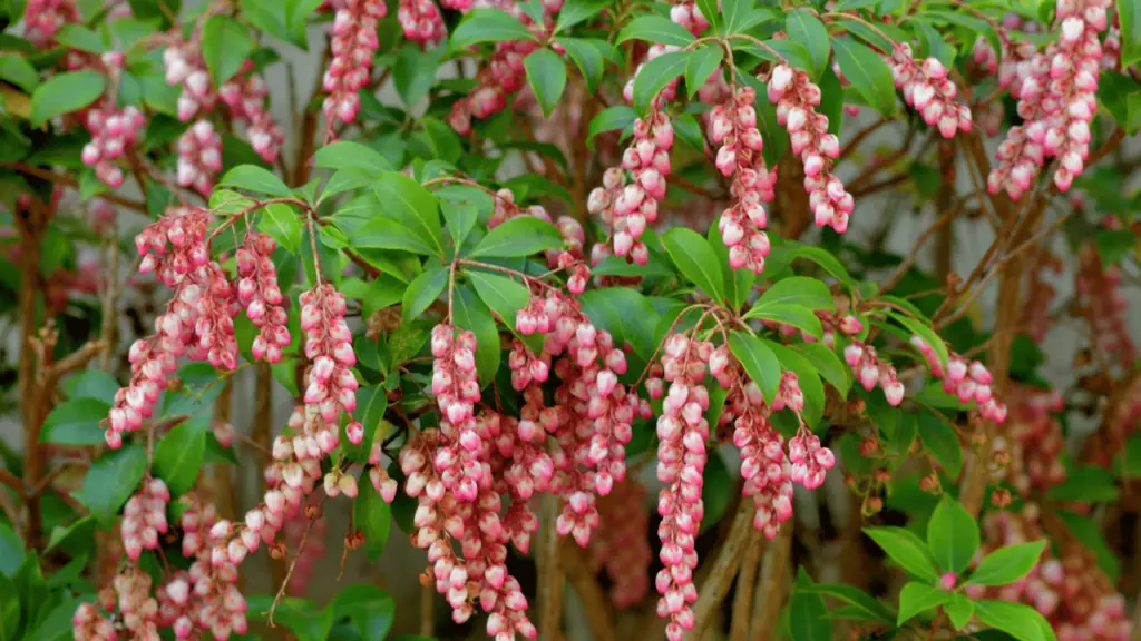 Japanese Pieris