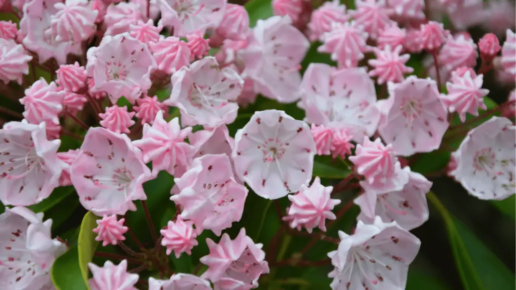 Mountain Laurel