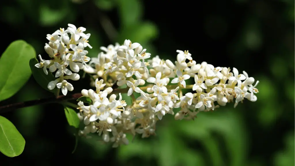 Privet