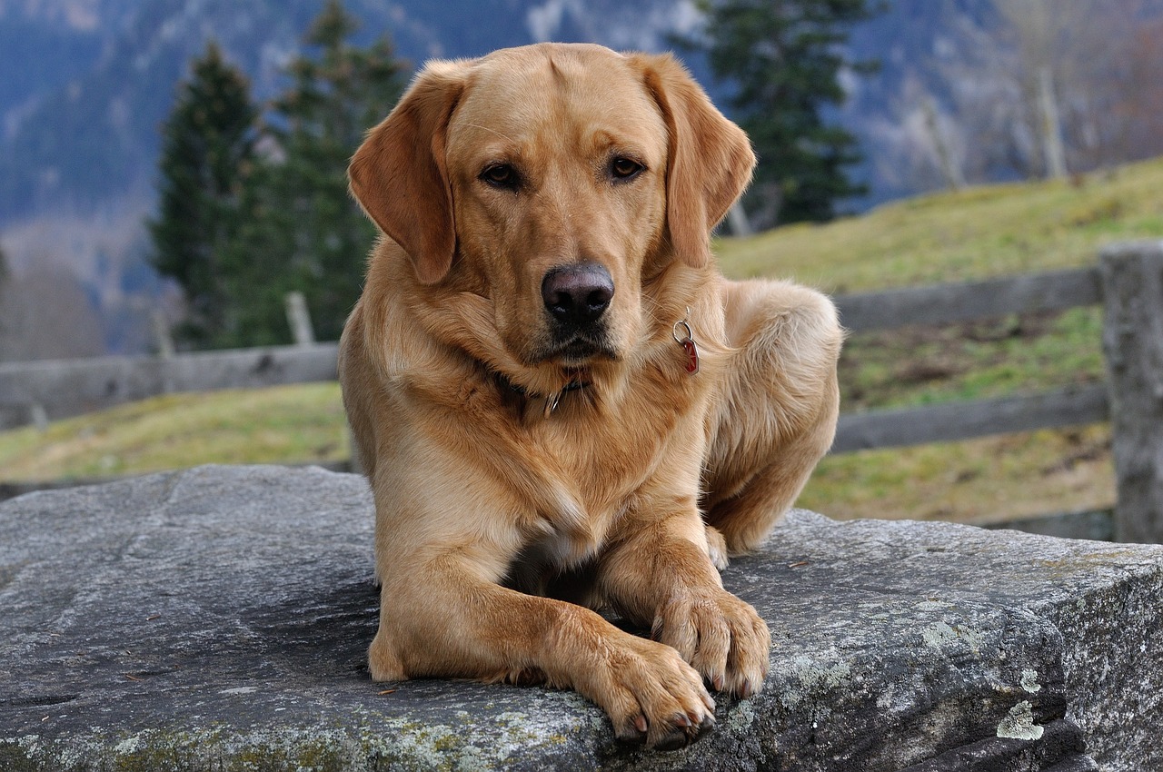 boy dog names unique list