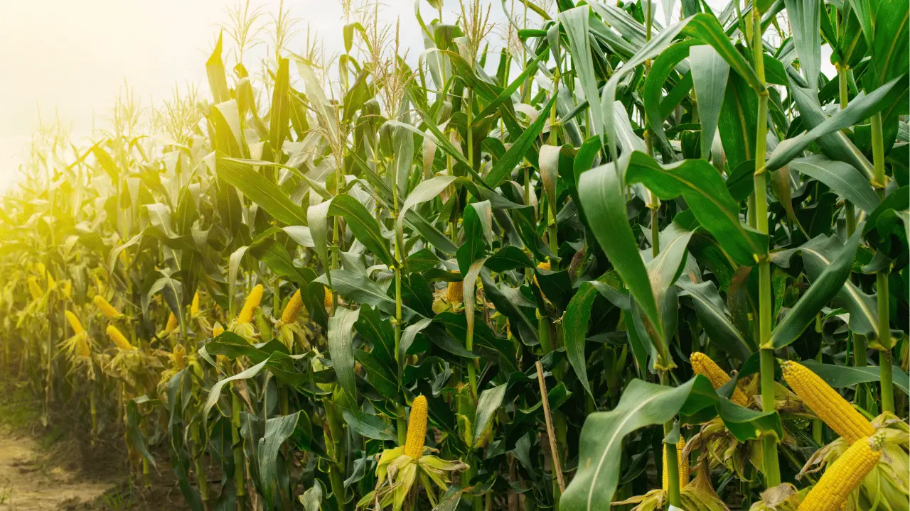 corn field dream meaning