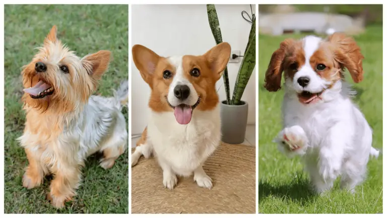 10 Adorable Dog Breeds You’ll Love