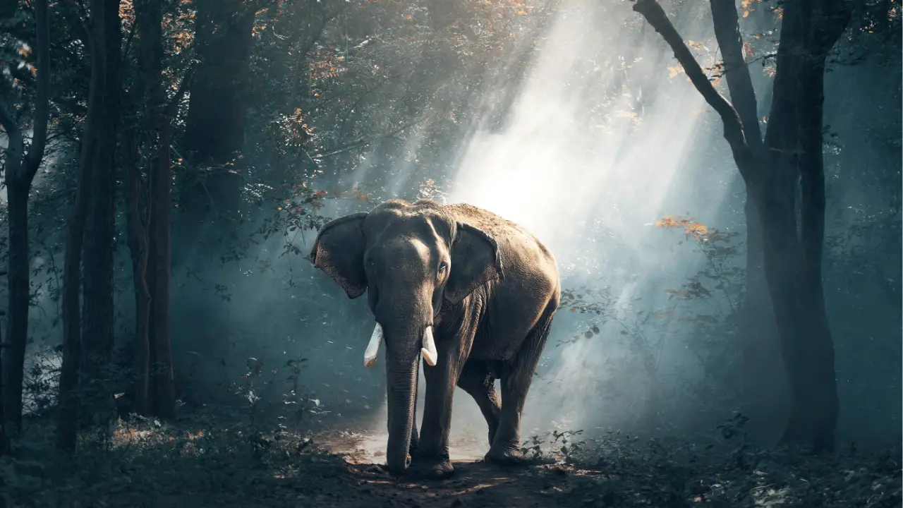 elephant in dream meaning