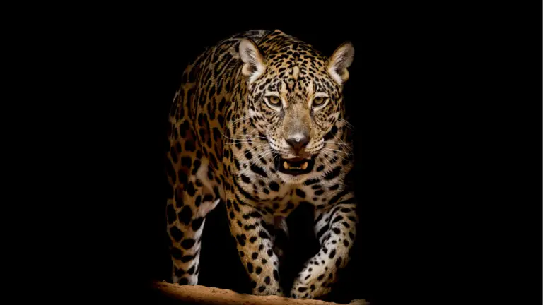 10 Jaguar Dream Meaning