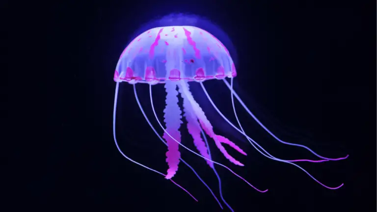 10 Jellyfish Dream Meaning