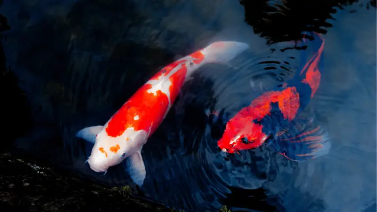 10 Koi Fish Dream Meaning