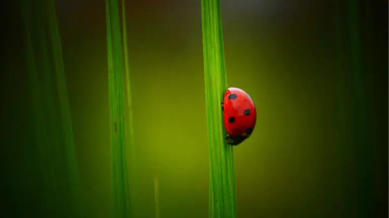 10 Ladybug Dream Meaning