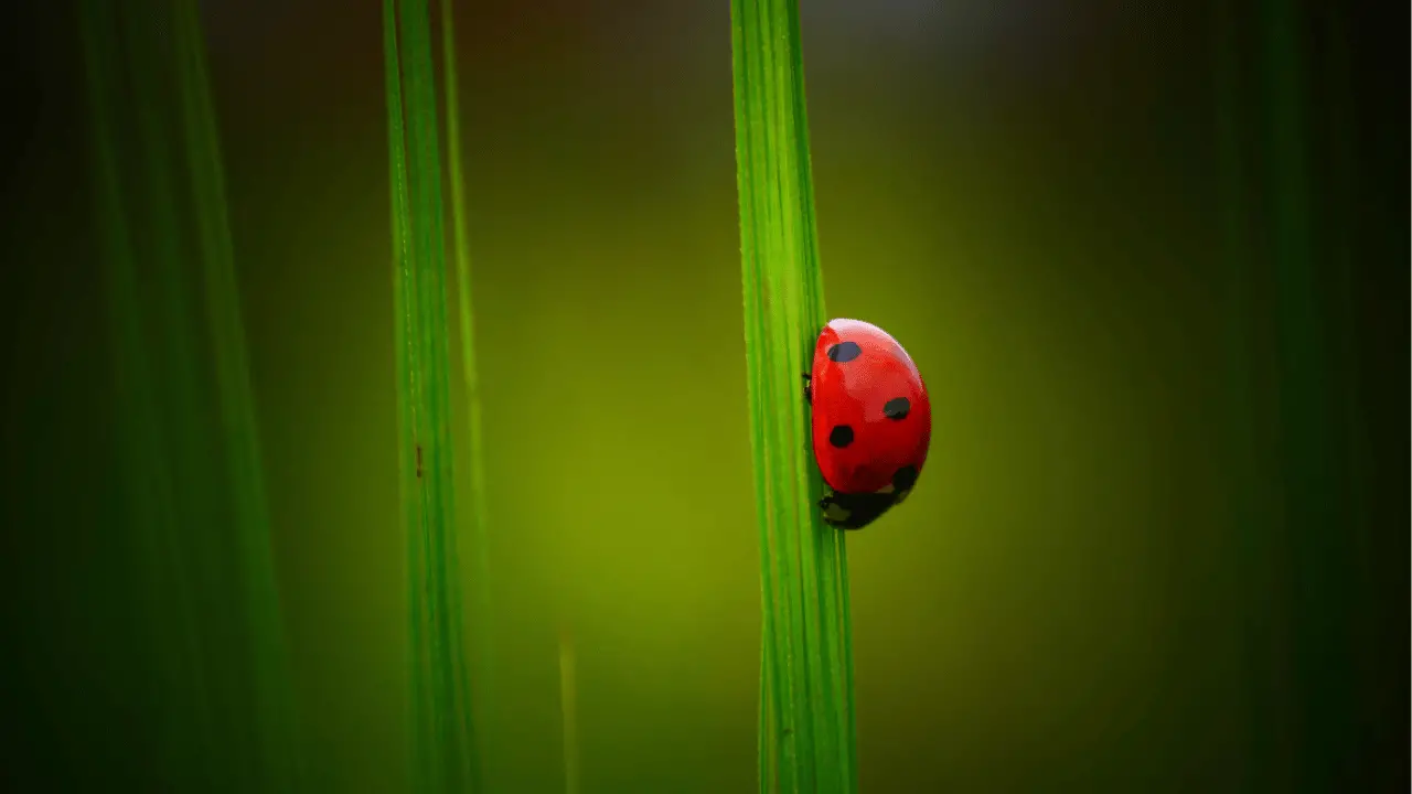 ladybug dream meaning