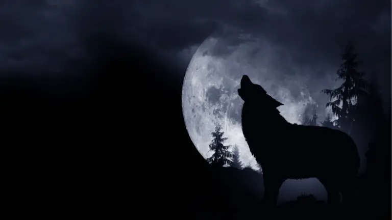 10 Wolf Dream Meaning